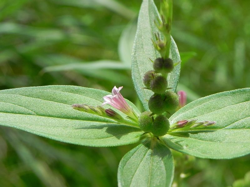 spigelia anthelmia.jpg